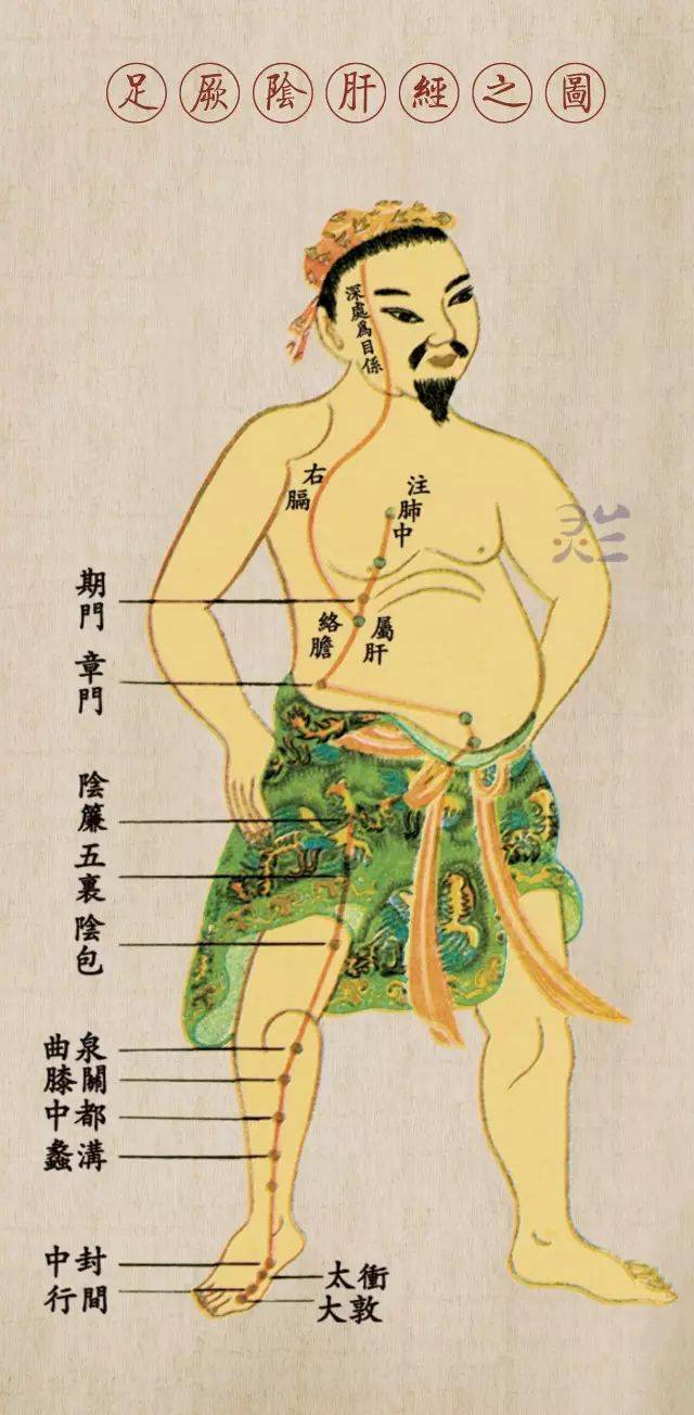 肝经.jpeg